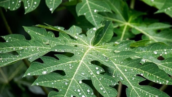 Papaya leaf extract must aid in dengue fever management