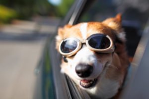 electric vehicle bad for dogs