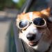 Electric Vehicles trigger dog irritation and aggression: The automobile industry must urgently find answers